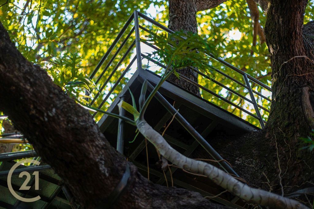 1379_isc_-_platform_in_avocado_tree