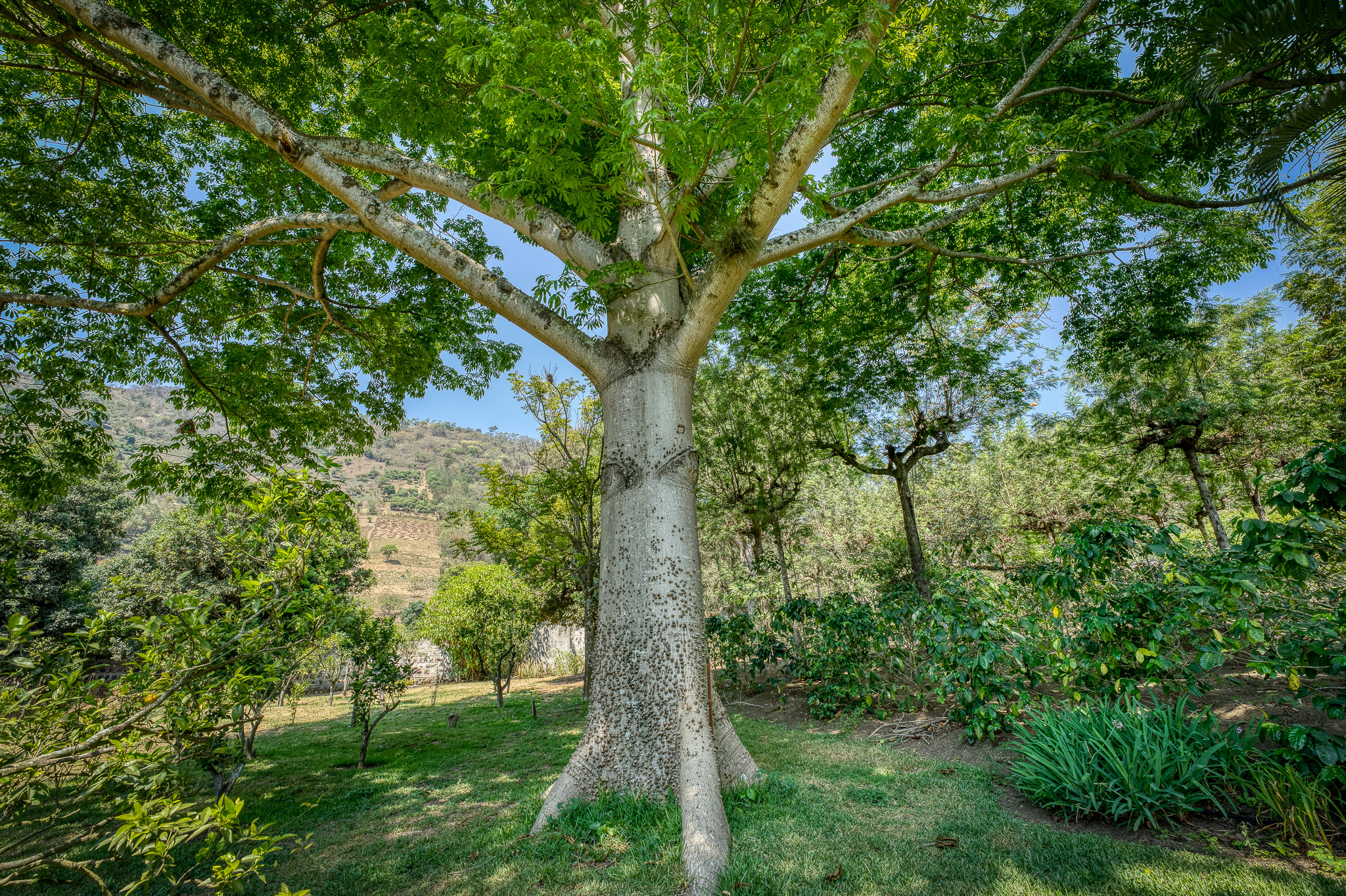 Finca Cafetalera y Casa de Campo, San Miguel Dueñas, Valle de Antigua